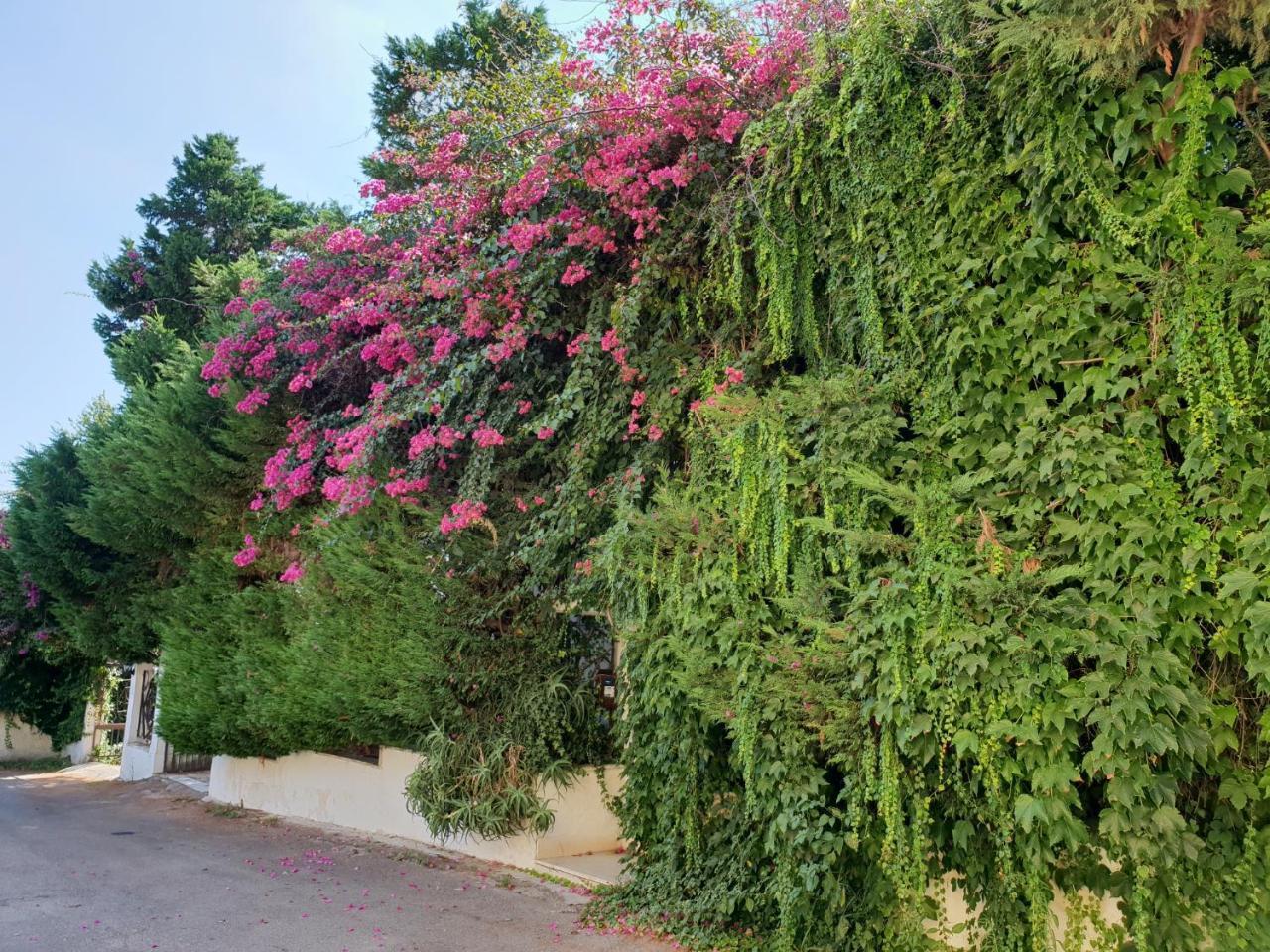 B&B Il Giardino Di Villa Anna Trecase Exteriör bild