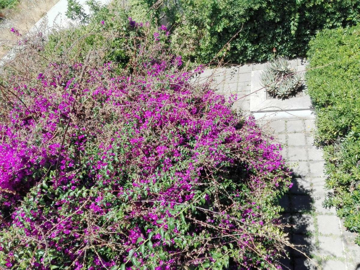 B&B Il Giardino Di Villa Anna Trecase Exteriör bild